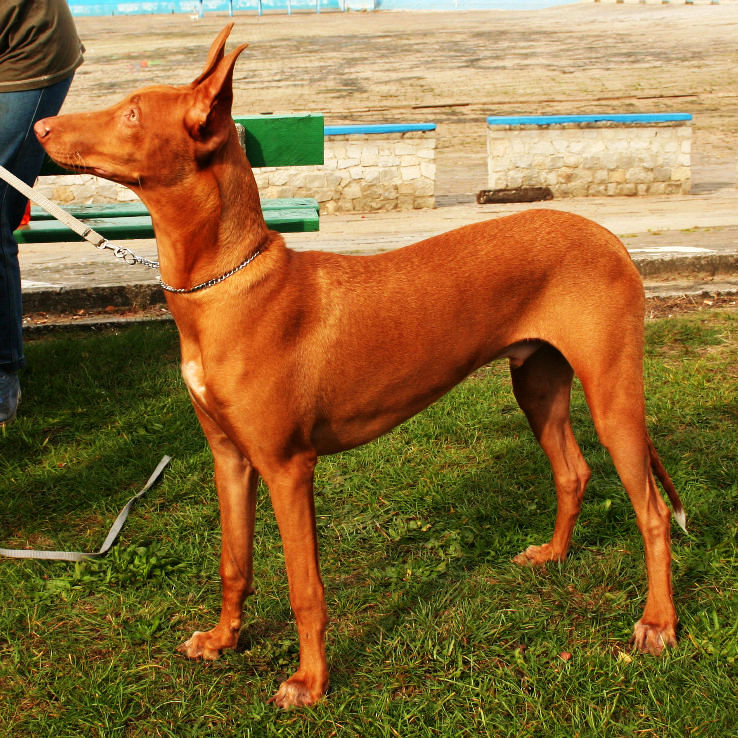 8. Pharaoh Hound